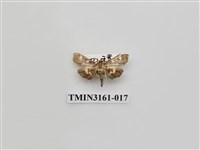 藏品(螟蛾327)的圖片